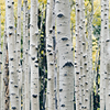 Birch