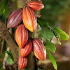 Cacao