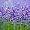 Lavendar