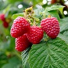 Raspberry