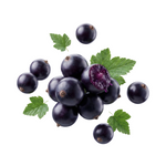 Blackcurrant
