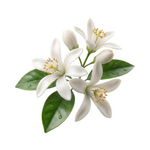 Orange <br>Blossom