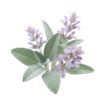 Clary Sage