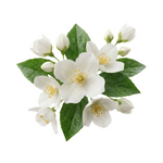 Jasmine <br>Sambac