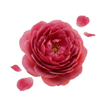 Turkish Rose
